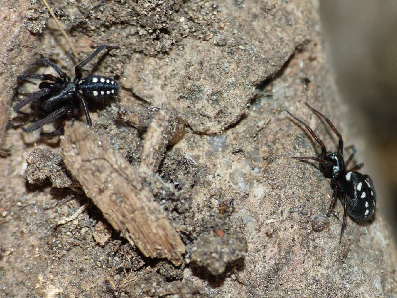 Coppia di Nurscia albomaculata - S. Teresa G. (OT)